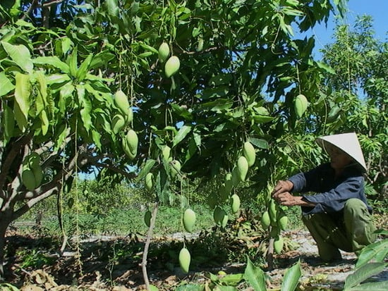 5 miệt vườn trái cây nhất định bạn phải đến giải nhiệt mùa hè này, Tiền Giang