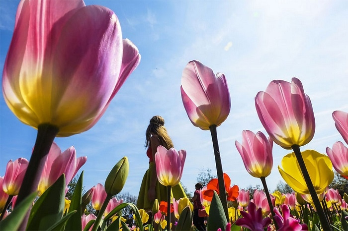 hoa tulip, lễ hội hoa Keukenhof, loài hoa biểu tượng của Hà Lan, vườn hoa Keukenhof, du lịch Hà Lan, hoa tulip
