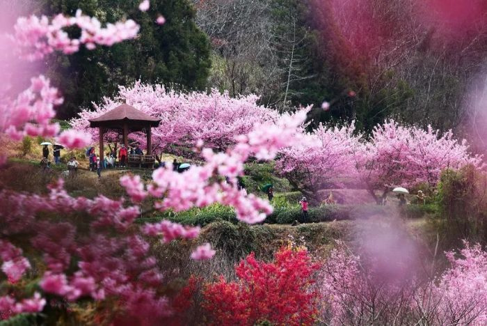 Ngắm mùa hoa anh đào Đài Loan tại 7 địa điểm siêu lung linh