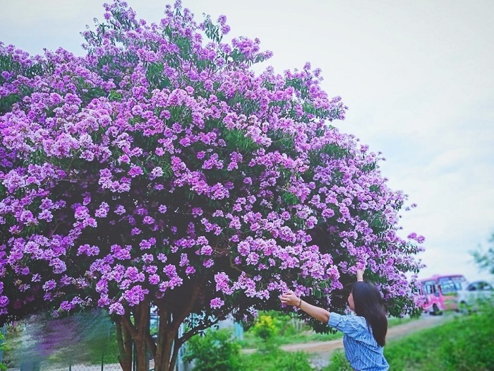 du lịch Bình Thuận, cây hoa bằng lăng khổng lồ, cây bằng lăng khổng lồ ở Bình Thuận, điểm đến Bình Thuận, đặc sản Bình Thuận, cây hoa bằng lăng khổng lồ, cây bằng lăng khổng lồ ở Bình Thuận, du lịch Bình Thuận, điểm đến Bình Thuận, đặc sản Bình Thuận, 
