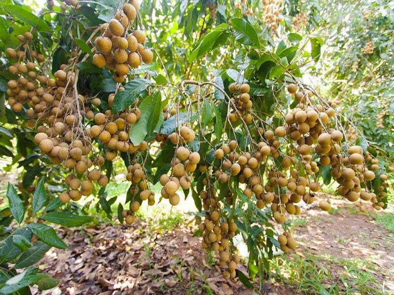 5 miệt vườn trái cây nhất định bạn phải đến giải nhiệt mùa hè này, Tiền Giang