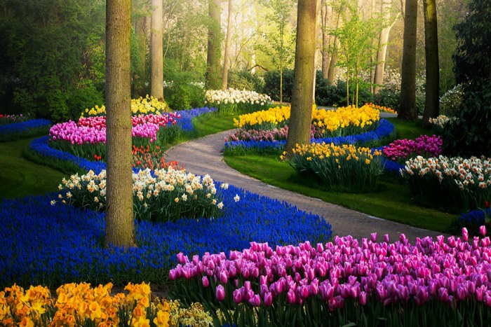 Ở nhà mà vẫn thưởng thức trọn vẹn vườn hoa Keukenhof đẹp nhất thế gian