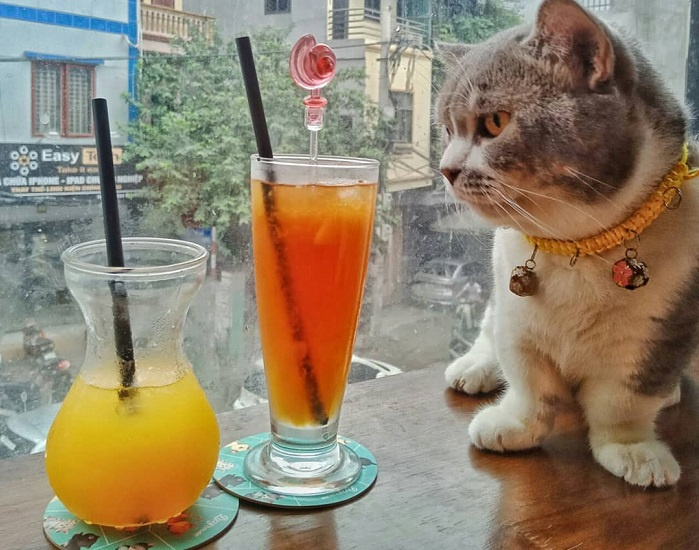 du lịch Hà Nội, quán cafe thú cưng ở Hà Nội, quán cafe chó ở Hà Nội, quán cafe mèo ở Hà Nội, quán cafe thú cưng ở Hà Nội, quán cafe mèo ở Hà Nội, quán cafe chó ở Hà Nội