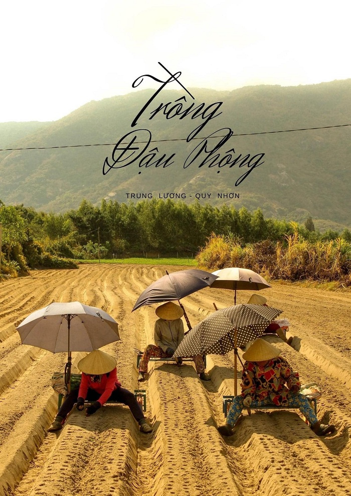 Nghề trồng đậu phộng ở Quy Nhơn: Nét đẹp lao động qua ống kính của chàng Travel Blogger trẻ