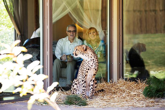 Chi 1.500 USD để ngủ cùng hổ báo tại Vườn thú Quốc gia Canberra Úc