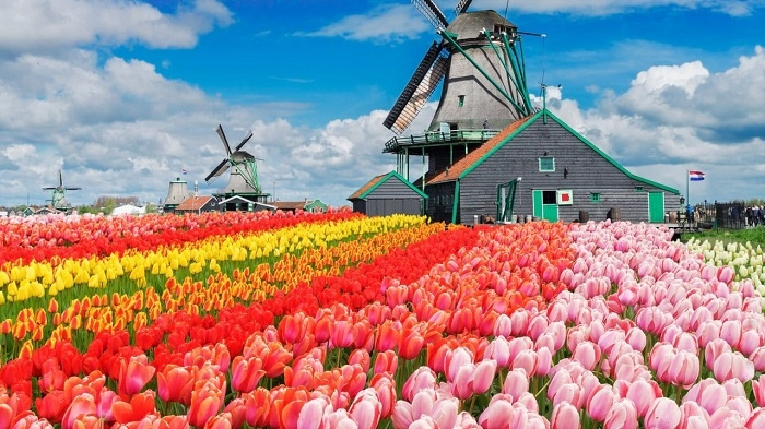 hoa tulip, lễ hội hoa Keukenhof, loài hoa biểu tượng của Hà Lan, vườn hoa Keukenhof, du lịch Hà Lan, hoa tulip