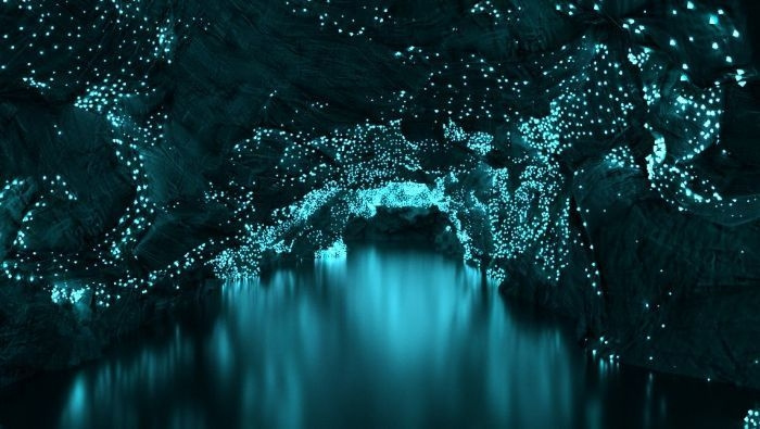 dãi ngân hà dưới lòng đất, hang động Waitomo Glowworm Caves, dải ngân hà dưới lòng đất tuyệt đẹp ở New Zealand