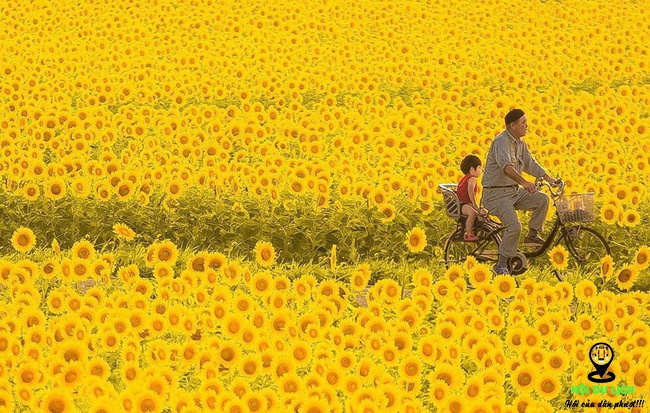 cánh đồng hoa hướng dương, du lịch Nhật Bản, Tokyo