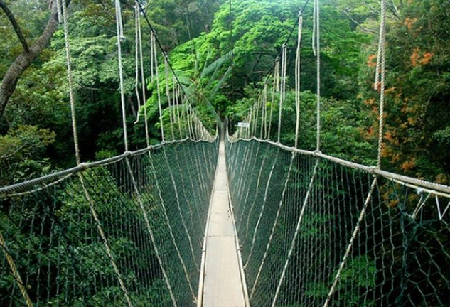 Tham quan, trải nghiệm đi trên cây cầu treo dài nhất thế giới ở vườn quốc gia Taman Negara – Malaysia