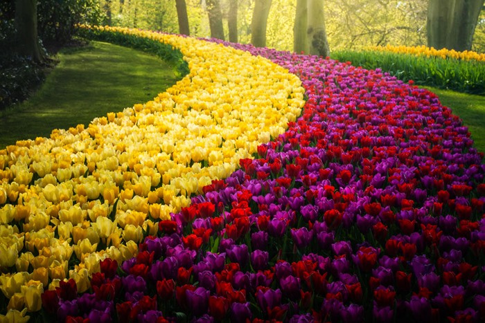 du lịch Hà Lan, vườn hoa Keukenhof, vườn hoa Keukenhof, hoa tulip, điểm du lịch Hà Lan