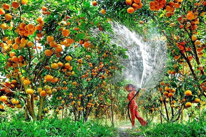 Top 5 miệt vườn trái cây nhất định bạn phải đến giải nhiệt mùa hè này