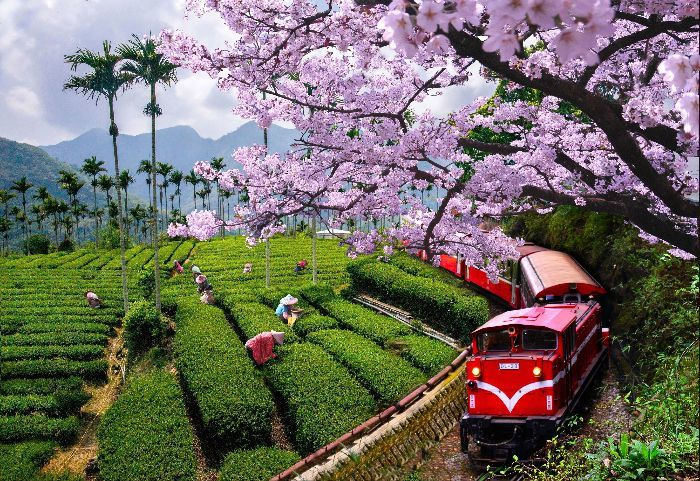 du lịch Đài Loan, Mùa hoa anh đào Đài Loan, Mùa hoa anh đào Đài Loan, địa điểm ngắm hoa anh đào, ngắm hoa anh đào ở đâu