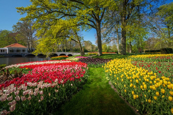 du lịch Hà Lan, vườn hoa Keukenhof, vườn hoa Keukenhof, hoa tulip, điểm du lịch Hà Lan