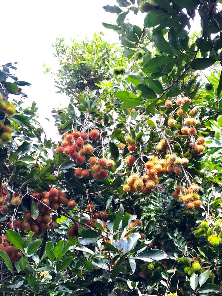 Top 10 vườn trái cây Củ Chi Trung An tươi ngon ăn thả ga không lo về giá