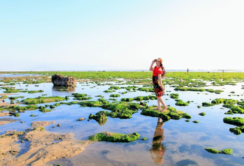 Cánh đồng rong biển ở Ninh Thuận đẹp như mơ khiến tim loạn nhịp
