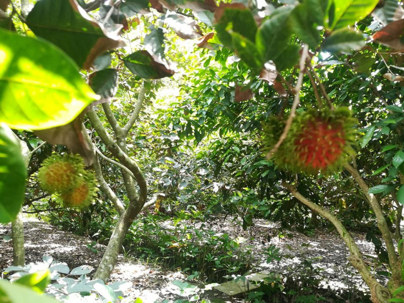 Top 10 vườn trái cây Củ Chi Trung An tươi ngon ăn thả ga không lo về giá
