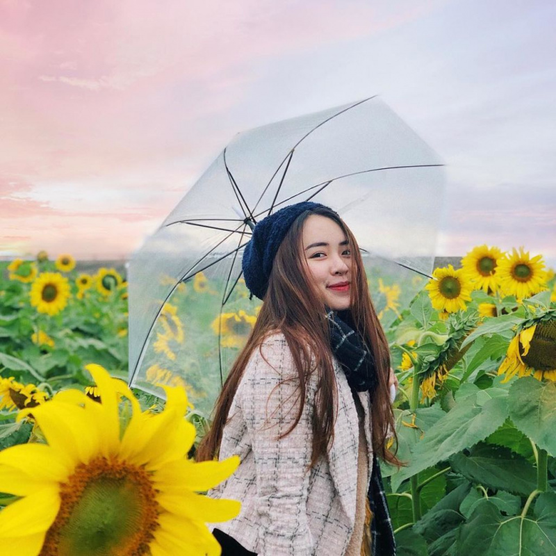 ‘Phát hờn’ với vẻ đẹp cánh đồng hoa hướng dương rực rỡ ở Việt Nam