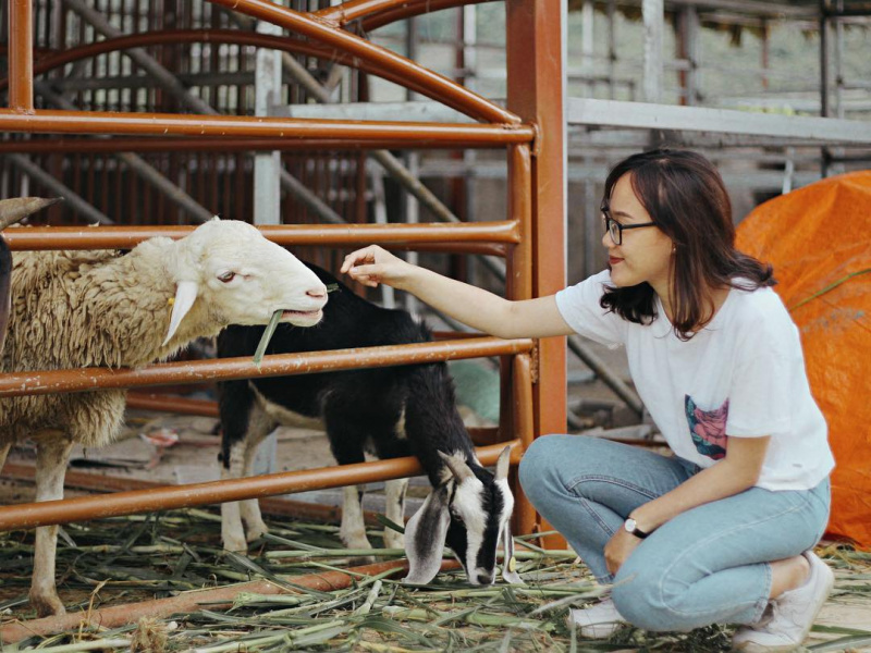 Thử “về quê nuôi bò” và trồng rau” tại trang trại bò sữa Mộc Châu