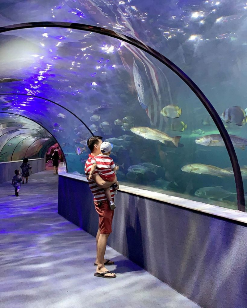 Cuối tuần rủ ‘cạ cứng’ phiêu lưu đại dương tại Vinpearl Aquarium Times City