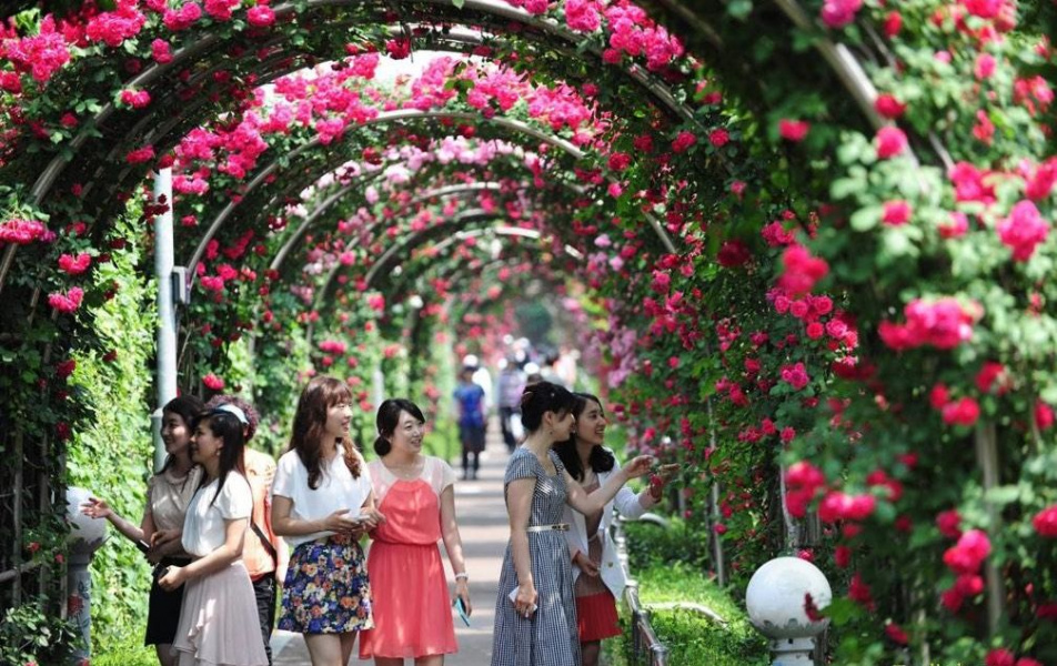 Công viên hoa hồng Rose Park: Địa điểm sống ảo triệu like cho team Hà Nội