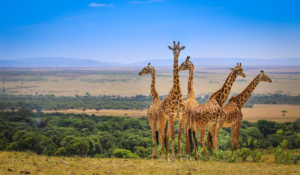 Du lịch Kenya, ngôi nhà của thế giới hoang dã