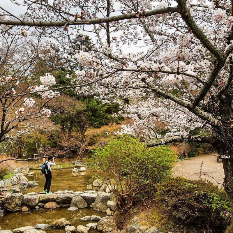                       6 điểm du xuân ngắm hoa anh đào khoe sắc thắm ở Hokkaido                  