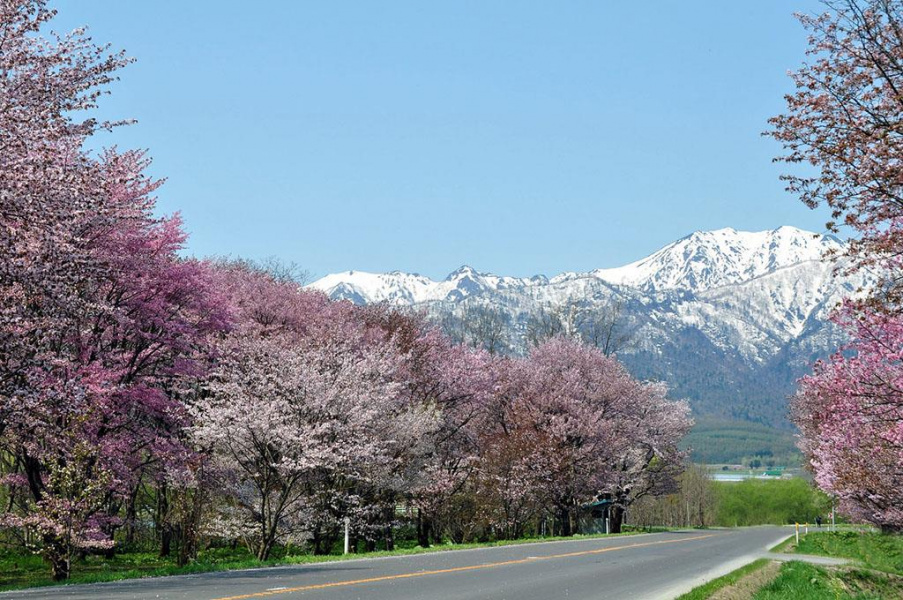                       6 điểm du xuân ngắm hoa anh đào khoe sắc thắm ở Hokkaido                  