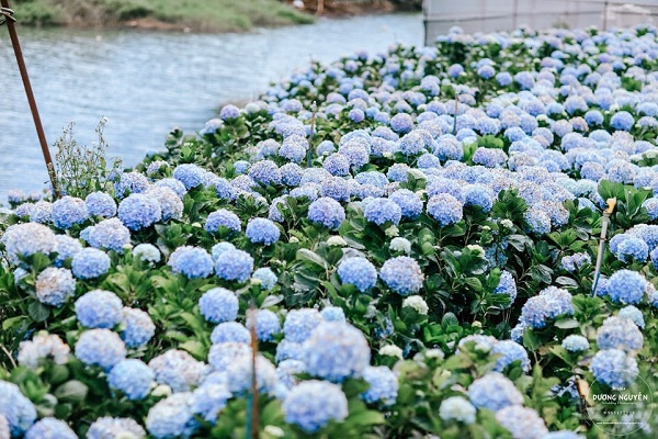 Cánh đồng hoa cẩm tú cầu đẹp mê hồn sẽ là điểm đến hot nhất ở Đà Lạt những ngày tới!