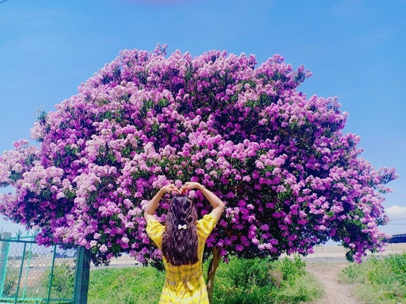 Ai ơi, về Bình Thuận check in cây bằng lăng đẹp nhất Việt Nam
