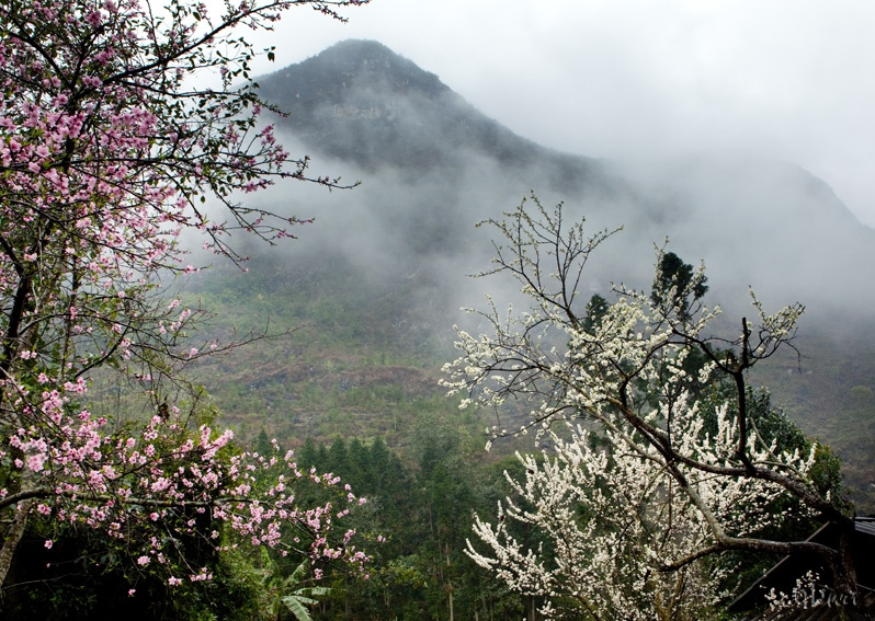  Du lịch Điện Biên | Những địa điểm ngắm hoa Ban đẹp nhất