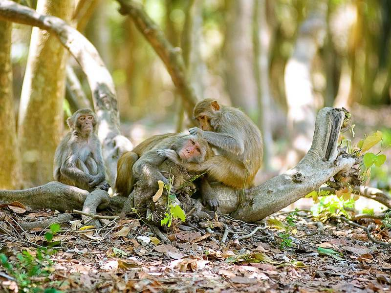 Đảo khỉ Nha Trang – review tổng hợp đầy đủ các thông tin nhất