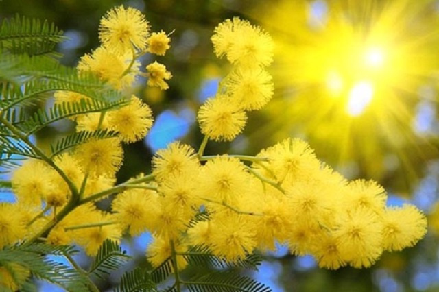 Mùa hoa mimosa Đà Lạt khoe sắc khi xuân về