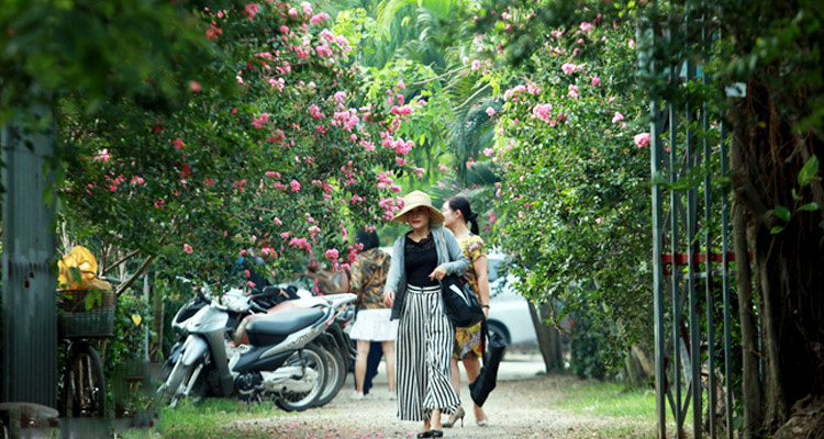 con duong hoa tuong vi, con đường hoa tường vi hà nội, hoa tường vi, vẻ đẹp con đường hoa tường vi