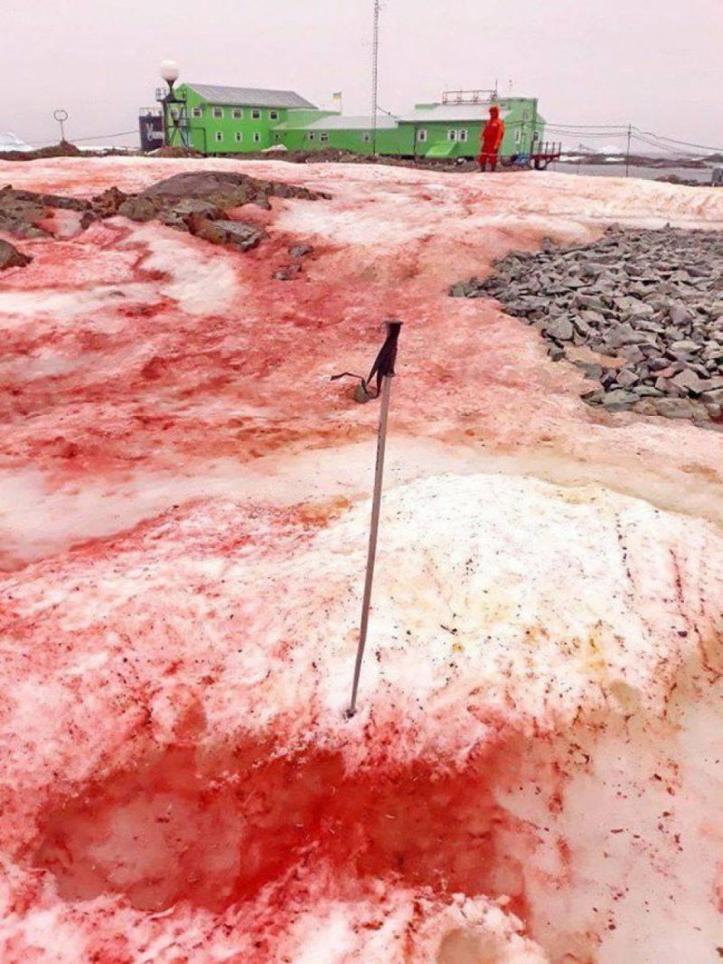 Tuyết đỏ như máu bao phủ trạm nghiên cứu ở Nam cực