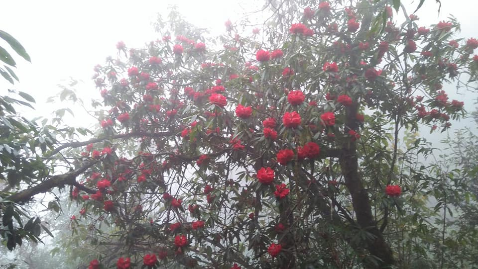 Mãn nhãn ngắm hoa đỗ quyên nhuộm đỏ đỉnh Pu Ta Leng