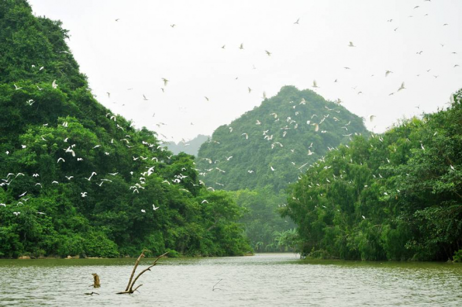 Khu sinh thái Ninh Bình, vườn chim Thung Nham, du lịch Ninh Bình