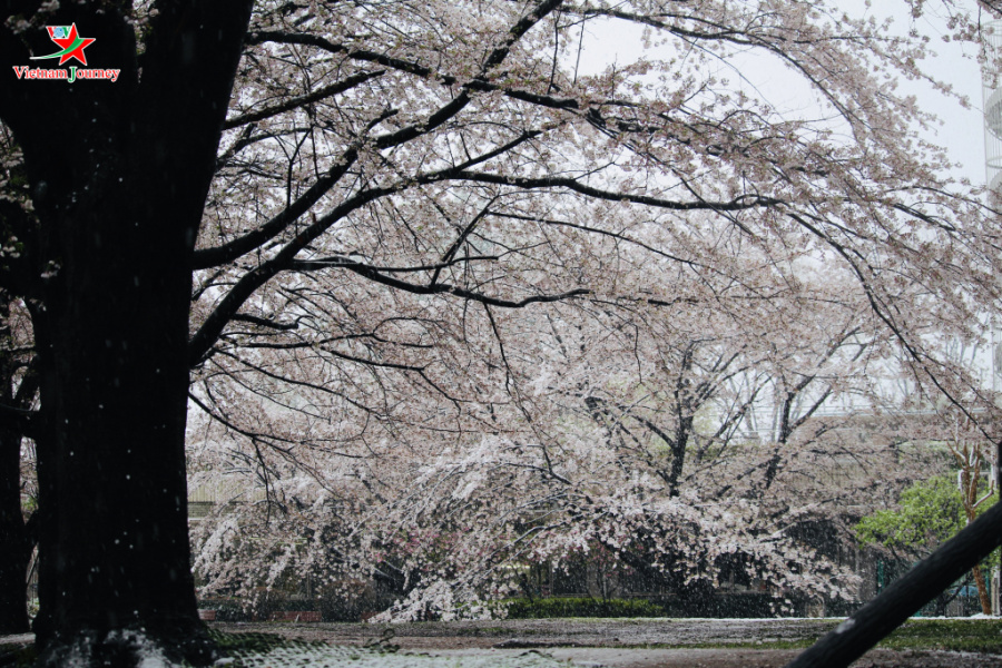 Nhật Bản: Hoa anh đào hùng hồn bung nở trong tuyết lạnh