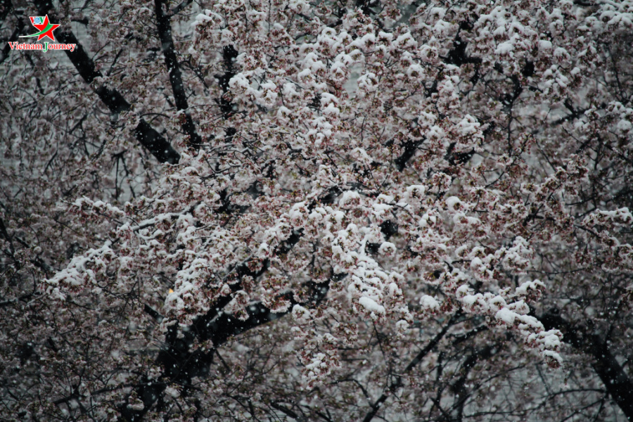 Nhật Bản, hoa anh đào, hùng hồn, bùng nổ, tuyết lạnh
