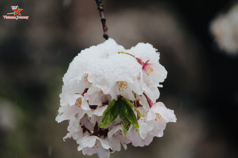 Nhật Bản, hoa anh đào, hùng hồn, bùng nổ, tuyết lạnh