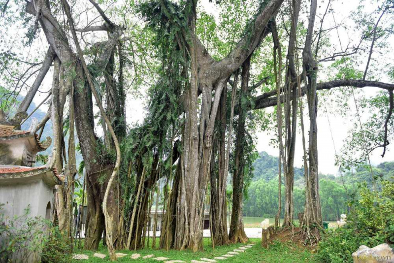 Khu sinh thái Ninh Bình, vườn chim Thung Nham, du lịch Ninh Bình