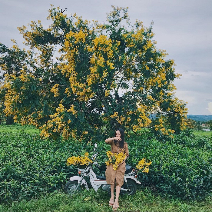 du lịch Gia Lai, muồng vàng Gia Lai, địa điểm hấp dẫn để bạn ngắm hoa muồng vàng ở Gia Lai, địa điểm nổi tiếng nhất của Gia Lai, du lịch Gia Lai, muồng vàng Gia Lai, địa điểm hấp dẫn để bạn ngắm hoa muồng vàng ở Gia Lai, địa điểm nổi tiếng nhất của Gia Lai