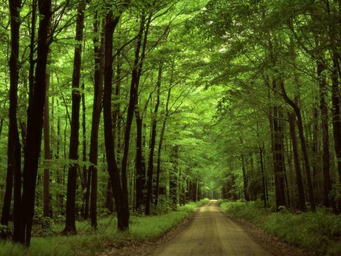 Đến khu rừng bí mật Allegheny đánh thức một thế giới bị lãng quên ở nước Mỹ