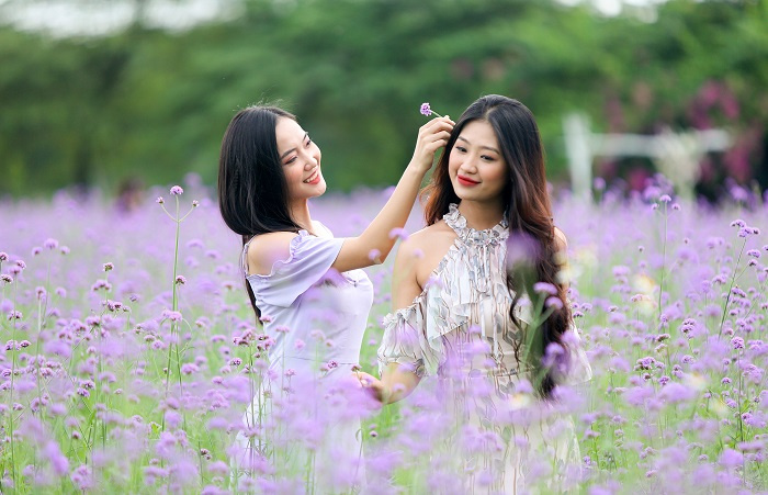 du lịch Hà Nội, điểm đến ở Hà Nội, cánh đồng hoa oải hương thảo, cánh đồng hoa đẹp ở Hà Nội, cánh đồng hoa oải hương thảo, du lịch Hà Nội, điểm đến ở Hà Nội, cánh đồng hoa đẹp ở Hà Nội