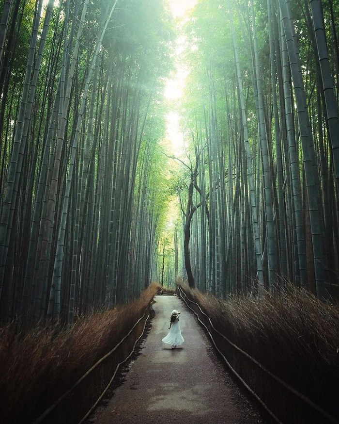du lịch Nhật Bản, rừng tre ở Nhật Bản, rừng tre Arashiyama, rừng tre Arashiyama, rừng tre ở Nhật Bản
