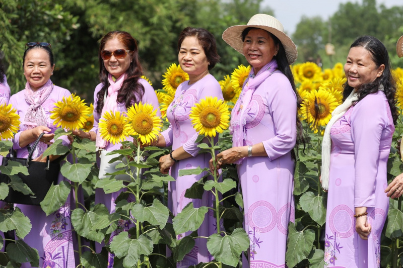 Vườn hoa hướng dương ở ngoại thành Sài Gòn