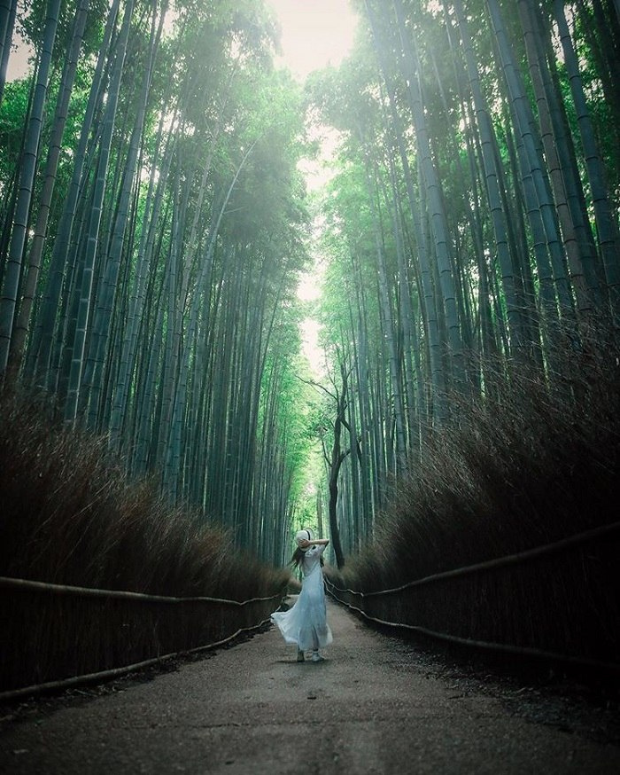 du lịch Nhật Bản, rừng tre ở Nhật Bản, rừng tre Arashiyama, rừng tre Arashiyama, rừng tre ở Nhật Bản