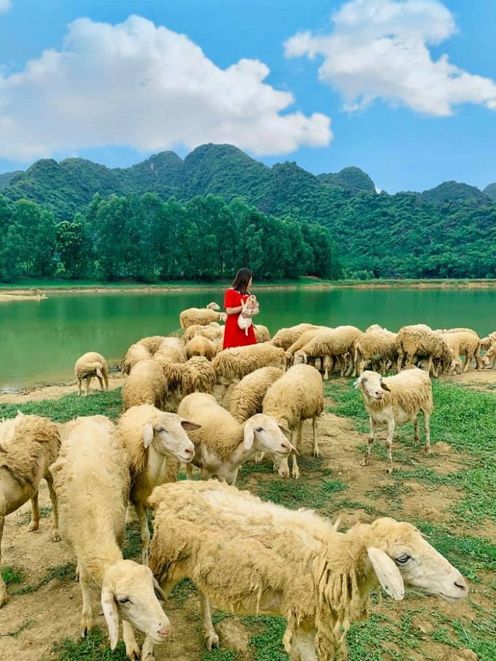 du lịch Ninh bình, đồng cừu Gia Hưng, đồng cừu đẹp của Việt Nam, điểm đến nổi tiếng của Ninh Bình, đồng cừu Gia Hưng,  du lịch Ninh Bình, đồng cừu đẹp của Việt Nam, điểm đến nổi tiếng của Ninh Bình
