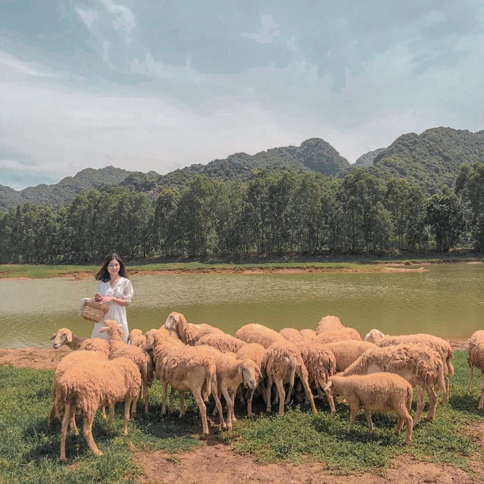 Cứ 10 người Ninh Bình thì 5 người check in cánh đồng cừu Gia Hưng, nơi này hot đến vậy sao?