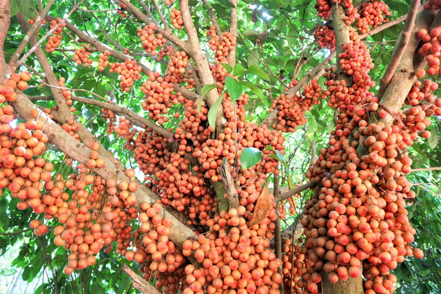 cây dâu đất Tiên Phước, mùa dâu đất, huyện Tiên Phước, du khách tham quan