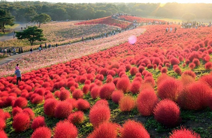 Đồi cỏ Kochia ở Nhật Bản, du lịch Nhật, đồi cỏ Kochia Nhật Bản